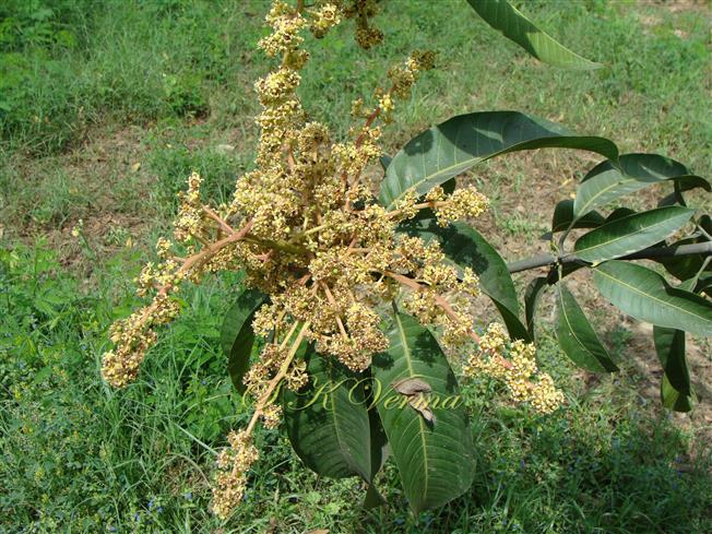  Inflorescence